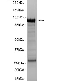 Eurofins DiscoverX SHP-1 Protein 10 &mu;g | Buy Online | Eurofins DiscoverX | Fisher Scientific